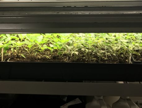 How to Set Up a Lighting System for Seed Starting