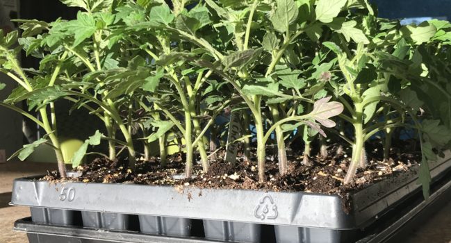 The Best Containers for Starting Vegetable Seedlings