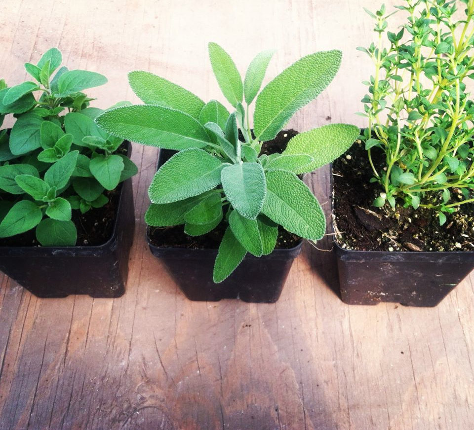 Direct Seeding vs. Transplanting Vegetables