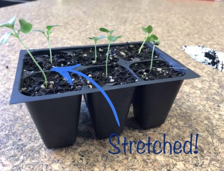 Troubleshooting Tips for Seed Starting