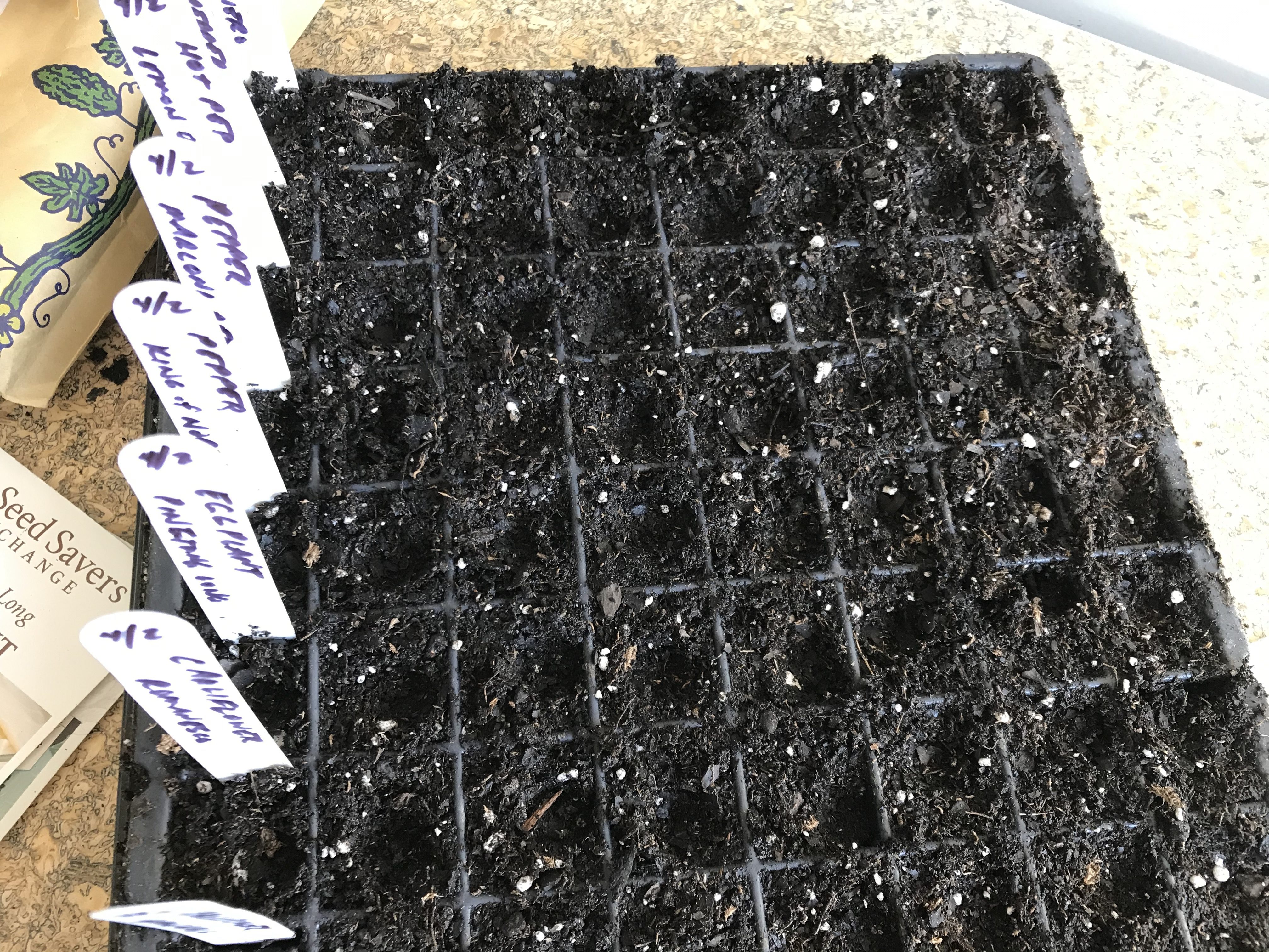 10 Steps to Starting Seedlings Indoors