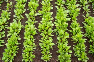 beet salad greens