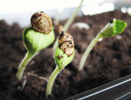 Direct Seeding vs. Transplanting Vegetables