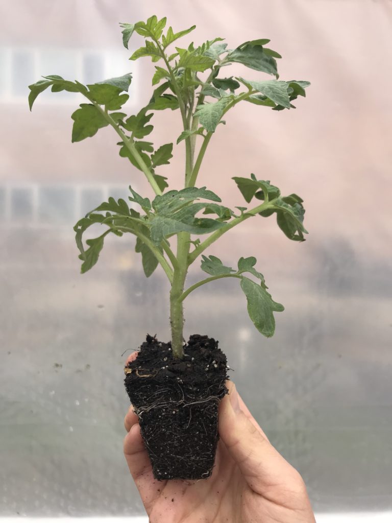 Tomato transplant