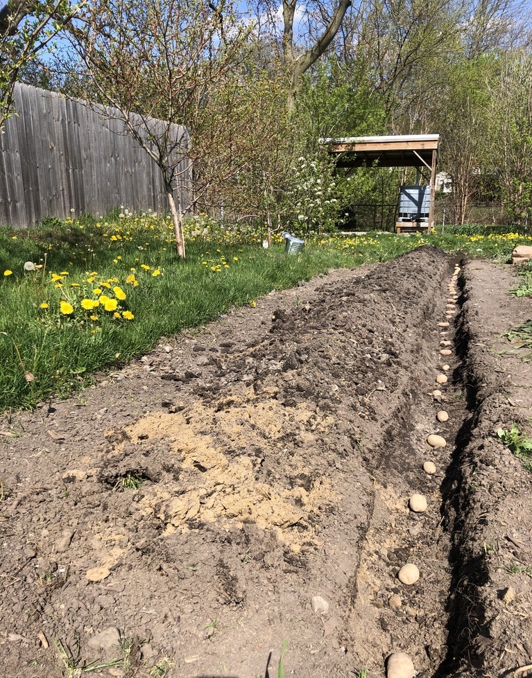 potatoes in a furrow